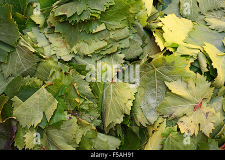 Feuilles de vigne Banque D'Images