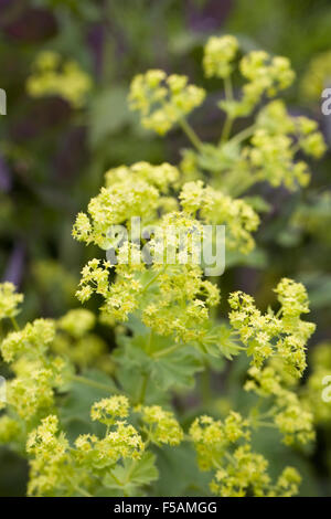 Alchemilla mollis. Alchémille floraison dans un jardin anglais. Banque D'Images