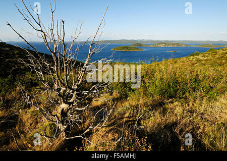 Arbre mort sur Dugi Otok avec quelques petites îles dans l'arrière-plan, comté de Zadar, Croatie Banque D'Images