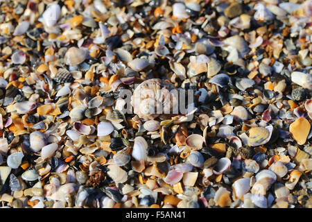 Belle texture de fragments de coquilles marines Banque D'Images