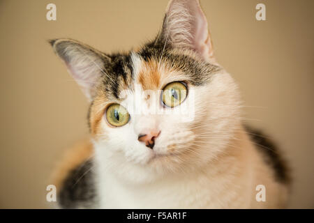 Portrait de Molly, un chat calico Banque D'Images