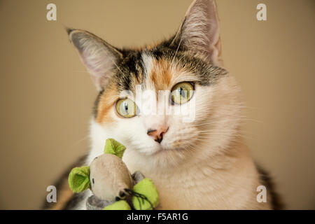 Portrait de Molly, un chat calico, avec son jouet souris préférés Banque D'Images