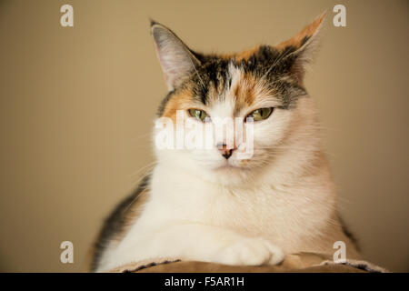 Portrait de Molly, un chat calico Banque D'Images