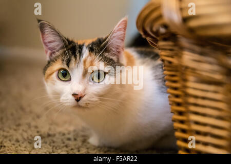 Molly, un chat calico,, à l'arrière un panier en osier, sur une moquette Banque D'Images