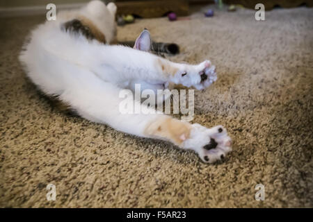 Molly, un chat calico, s'étendant sur une moquette Banque D'Images