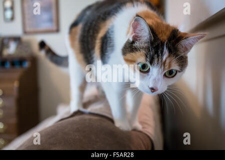 Molly, un chat calico, grimper sur le dos d'un canapé, qui s'apprête à sauter en bas Banque D'Images