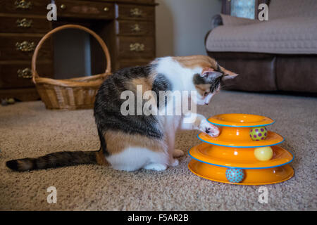 Molly, un chat calico, utilisant son paw pour écraser une balle bruyamment autour dans un cercle dans son chat jouet Banque D'Images