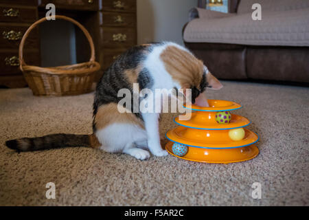 Molly, un chat calico, utilisant son paw pour tenter de récupérer son jouet favori de la souris qui est tombée à l'intérieur de son autre jouet Banque D'Images