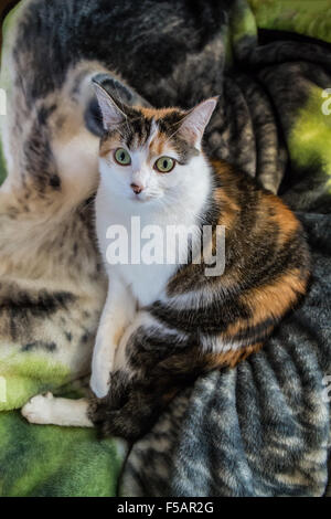 Molly, un chat calico, confortablement installés sur une couverture sur un tour Banque D'Images