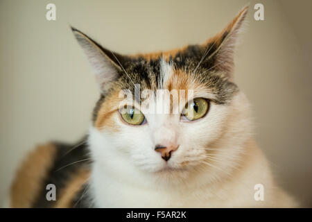 Portrait de Molly, un chat calico, couchée Banque D'Images