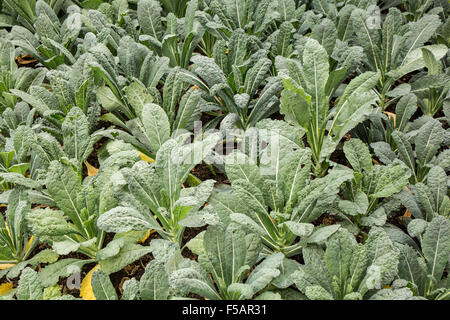 Kale dinosaure croissant dans la véranda extérieure de sculptures de la Cour à l''Franklin Park Conservatory et Botanical Garden Banque D'Images