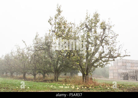 Bartlett pear tree orchard sur un matin brumeux près de Hood River, Oregon, USA. Fruits bois vide les poubelles sur le terrain sont prêts à remplir. Banque D'Images