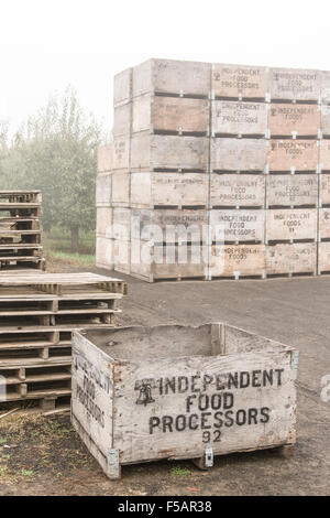 Bartlett pear tree orchard sur un matin brumeux près de Hood River, Oregon, USA. Fruits bois vide les poubelles sur le terrain sont prêts à remplir. Banque D'Images