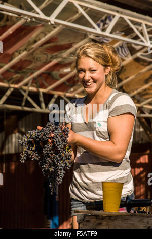 Jeune femme mettant une grappe de raisin dans le pressoir à cidre près de Hood River, Oregon, USA. Banque D'Images