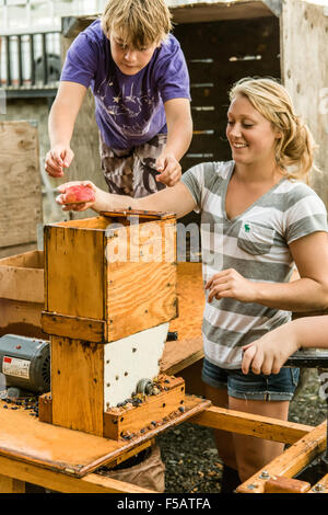 Jeune femme et le garçon l'ajout de pommes au cidre appuyez sur près de Hood River, Oregon, USA. Banque D'Images