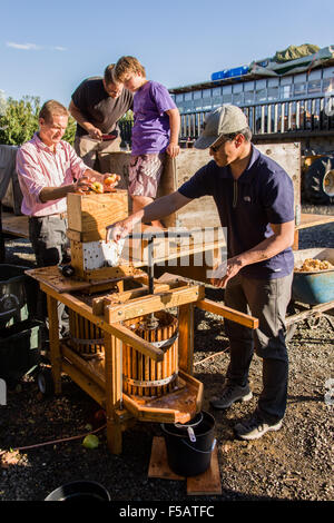 One man tossing pommes dans la presse et un autre tournant le pressoir à cidre près de Hood River, Oregon, USA. Banque D'Images