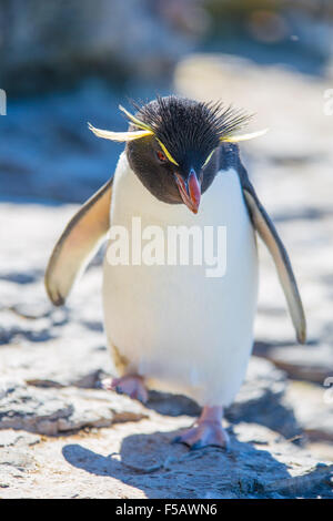 Rockhopper Penguin marcher vers la caméra. L'île plus sombre, des îles Malouines Banque D'Images