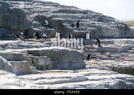 Rockhopper Penguin colony Île plus sombre, des îles Malouines Banque D'Images