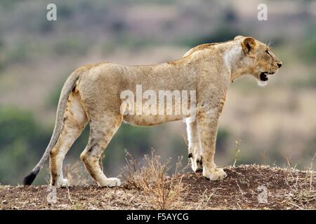 Début 12h vue d'une jeune lionne permanent (Panthera leo) à la proie, le Parc National de Nairobi, Kenya. Banque D'Images