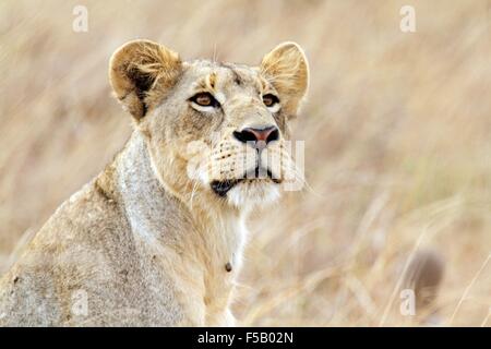 Début 12h vue d'une jeune lionne permanent (Panthera leo) à la proie, le Parc National de Nairobi, Kenya, Afrique de l'Est Banque D'Images