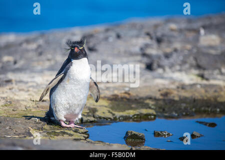 Rockhopper Penguin Eudyptes chrysocome par rock pool. L'île plus sombre, des îles Malouines Banque D'Images