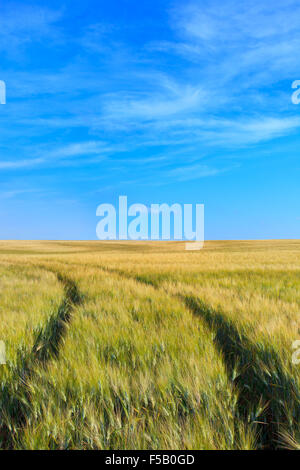 Un blé a déposé avec deux pistes courbe dans une journée de printemps. Sur l'horizon un ciel clair naturel. La toscane, italie. Banque D'Images