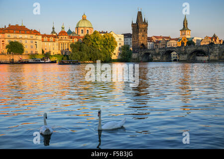 Un groupe de cygnes sur la Vltava, le Pont Charles est à l'arrière-plan, Prague, République Tchèque, Europe Banque D'Images