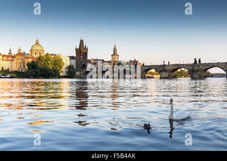 Un groupe de cygnes sur la Vltava, le Pont Charles est à l'arrière-plan, Prague, République Tchèque, Europe Banque D'Images