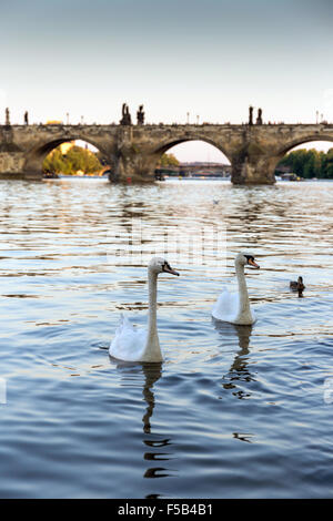 Un groupe de cygnes sur la Vltava, le Pont Charles est à l'arrière-plan, Prague, République Tchèque, Europe Banque D'Images