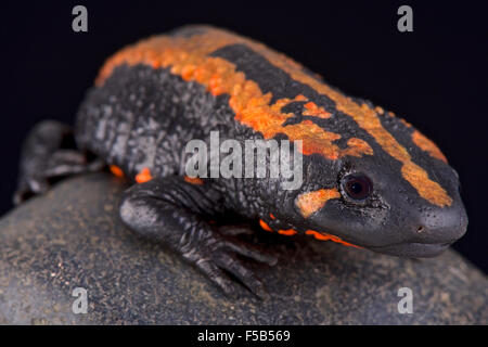 Laos (Laotriton laoensis warty newt) Banque D'Images