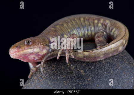 Salamandre tigrée gris barré, Ambystoma mavortium diaboli Banque D'Images