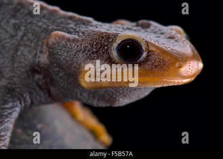 Newt Tylototriton verrucosus (Himalaya) Banque D'Images