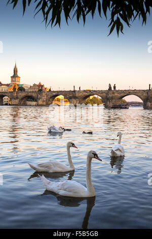 Un groupe de cygnes sur la Vltava, le Pont Charles est à l'arrière-plan, Prague, République Tchèque, Europe Banque D'Images
