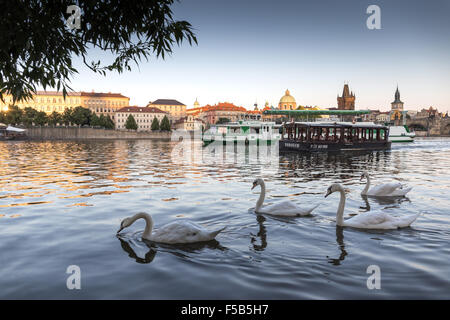 Un groupe de cygnes sur la Vltava, le Pont Charles est à l'arrière-plan, Prague, République Tchèque, Europe Banque D'Images