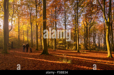 Cambridgeshire, Royaume-Uni. 1er novembre 2015. Couleurs d'automne sont pleinement en vigueur dans la forêt dans le Cambridgeshire hêtraies en famille prendre l'occasion de rendez-vous tôt le matin à pied tout comme la lumière diffuse à travers les arbres d'ajouter à l'atmosphère. Credit : Nigel Cooke/Alamy Live News Banque D'Images