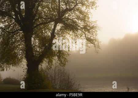 Matin brumeux sur le Tweed à Peebles, Scottish Borders, 2015 Banque D'Images