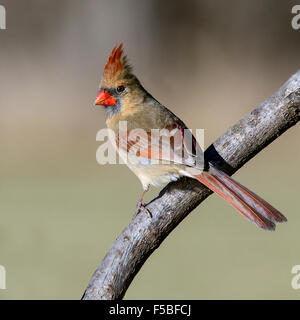 J'ai photographié les femelles du Cardinal dans ma cour à Virginia qu'elle volait autour de l'étang de koi um à la recherche de nourriture. Banque D'Images