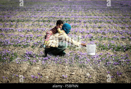 Téhéran. 31 octobre, 2015. Un Iranien villager cueille des fleurs de safran safran dans un champ près de Torbat-e Heidarieh dans le nord-est de l'Iran, le 31 octobre 2015. L'Iran est le principal producteur de safran dans le monde et produit 95 pour cent de la demande mondiale. © Ahmad Halabisaz/Xinhua/Alamy Live News Banque D'Images