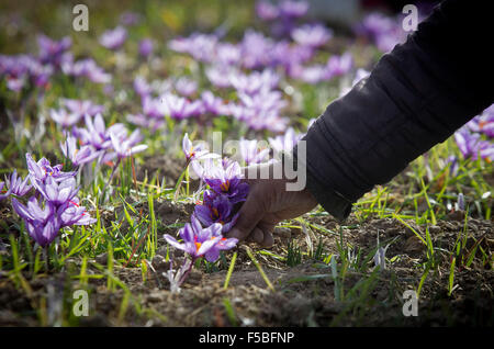 Téhéran. 31 octobre, 2015. Un Iranien villager cueille des fleurs de safran safran dans un champ près de Torbat-e Heidarieh dans le nord-est de l'Iran, le 31 octobre 2015. L'Iran est le principal producteur de safran dans le monde et produit 95 pour cent de la demande mondiale. © Ahmad Halabisaz/Xinhua/Alamy Live News Banque D'Images