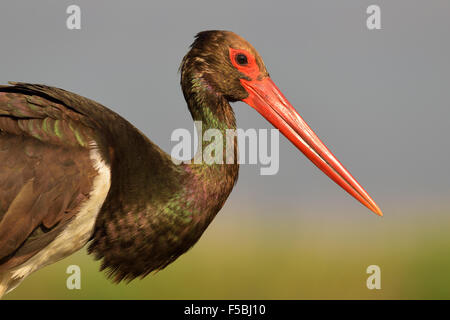 La cigogne noire (Ciconia nigra) adulte, portrait, Parc National de Kiskunság, Hongrie Banque D'Images