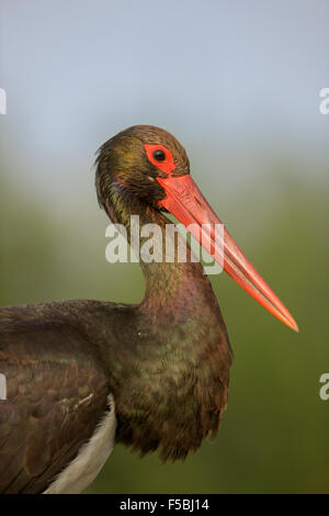 La cigogne noire (Ciconia nigra) adulte, portrait, Parc National de Kiskunság, Hongrie Banque D'Images