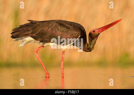 La cigogne noire (Ciconia nigra) des profils montrant off, le Parc National Kiskunság, Hongrie Banque D'Images