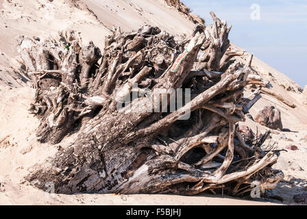 Gros débris jetés sur une plage de sable fin Banque D'Images