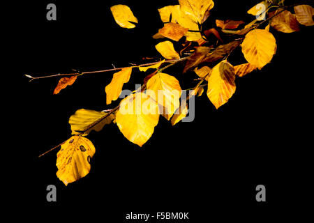 Superbe automne jaune / les feuilles d'automne d'une succursale, magnifiquement brillant sur fond noir Banque D'Images