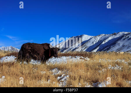 Un pâturage Yak le champs couverts de neige à l'extérieur du village De Halve Maan au Ladakh Banque D'Images