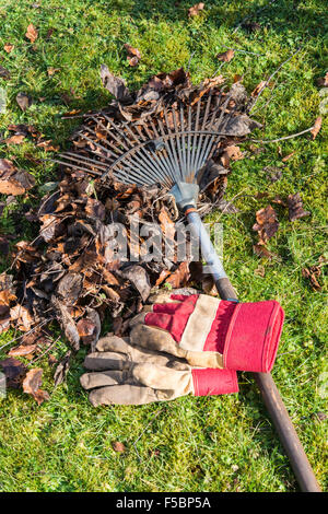 Les feuilles d'automne au jardin râtelé avec râteau sur terrain et des gants de jardinage sur pelouse. Gloucestershire England UK Banque D'Images