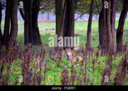 Femme red deer à la caméra à partir du bord d'une forêt en Nottingham Wollaton park England UK Banque D'Images
