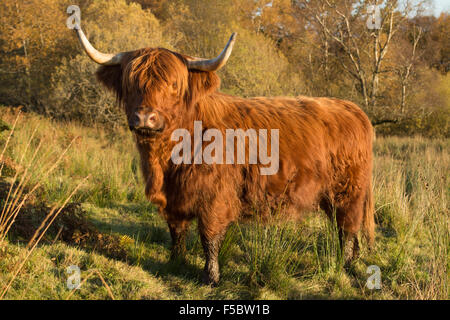 Loch Katrine, Ecosse, UK - 1 novembre 2015 : Royaume-Uni : la météo de l'Highland cattle manteaux correspondent aux couleurs d'une belle journée d'automne parfaitement, comme ils garder les yeux sur l'agriculteur, l'espoir d'être nourris