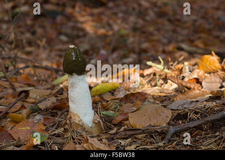 Phalle impudique, commune de puanteur commune-corne, Gemeine Stinkmorchel Stink-Morchel Gichtmorchel,,, Leichenfinger, Phallus impudicus Banque D'Images