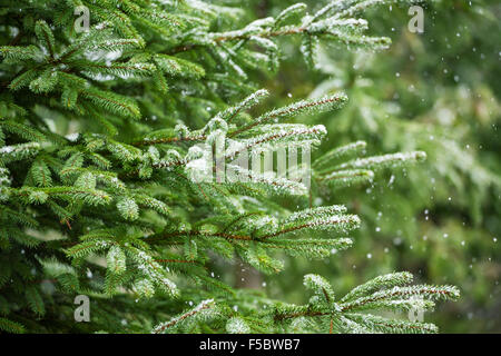 La neige sapin branches sous la neige. Détail d'hiver Banque D'Images